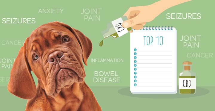 The recommended dosage of CBD oil for dogs