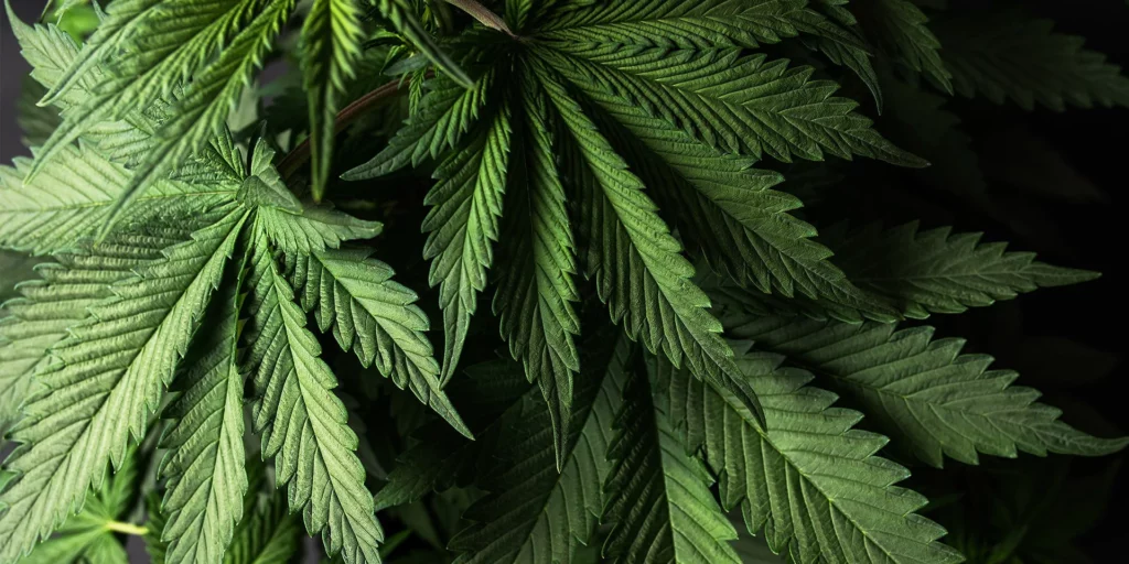 Is CBD legal? The Legality of CBD in All 50 States
