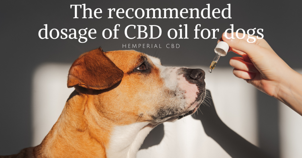 The recommended dosage of CBD oil for dogs