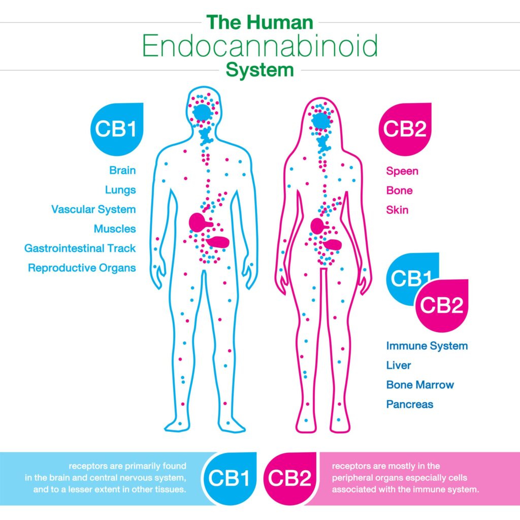 CBD For Pain