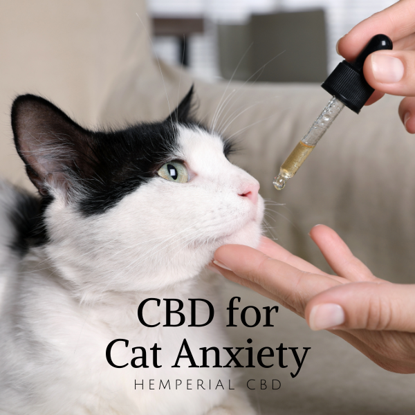 CBD for Cat Anxiety