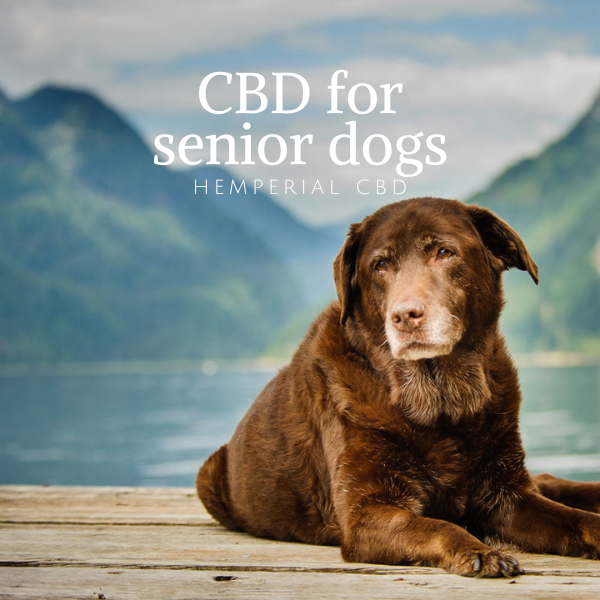 CBD for senior dogs
