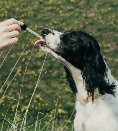 How-Does-CBD-Work-In-Dogs