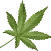 cutout-cannabis-leaf-simplicity-watercolor-painting-free-png cutout-cannabis-leaf-simplicity-watercolor-painting-free-png